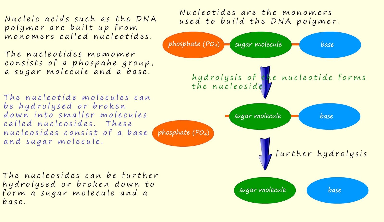 Model of the dna structure showing nucleotides and nucleosides.
